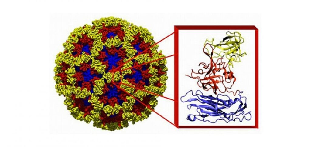 What are Norovirus Symptoms