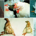 poultry breed