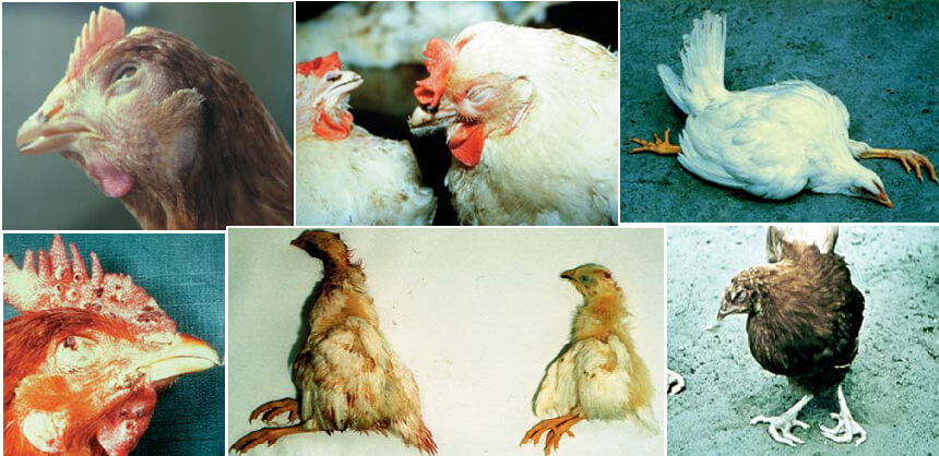 poultry breed