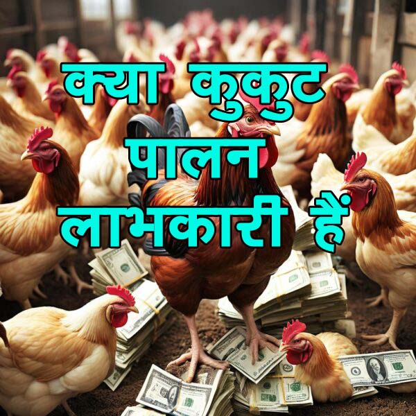 how to generate income from poultry farm