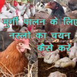 Poultry Breed