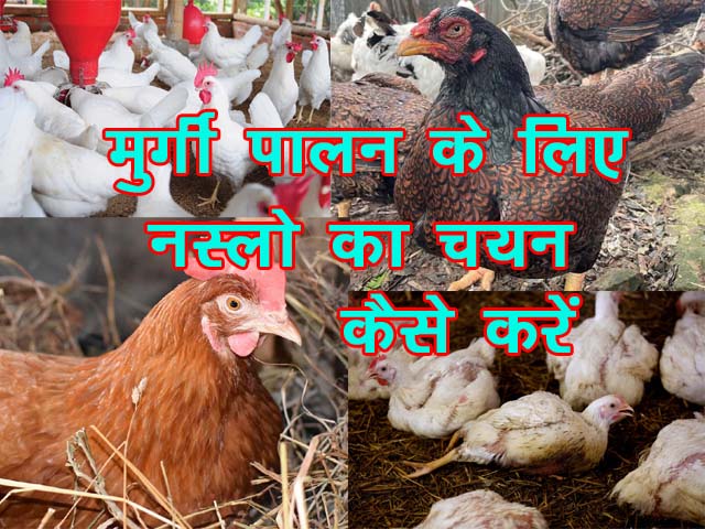 Poultry Breed