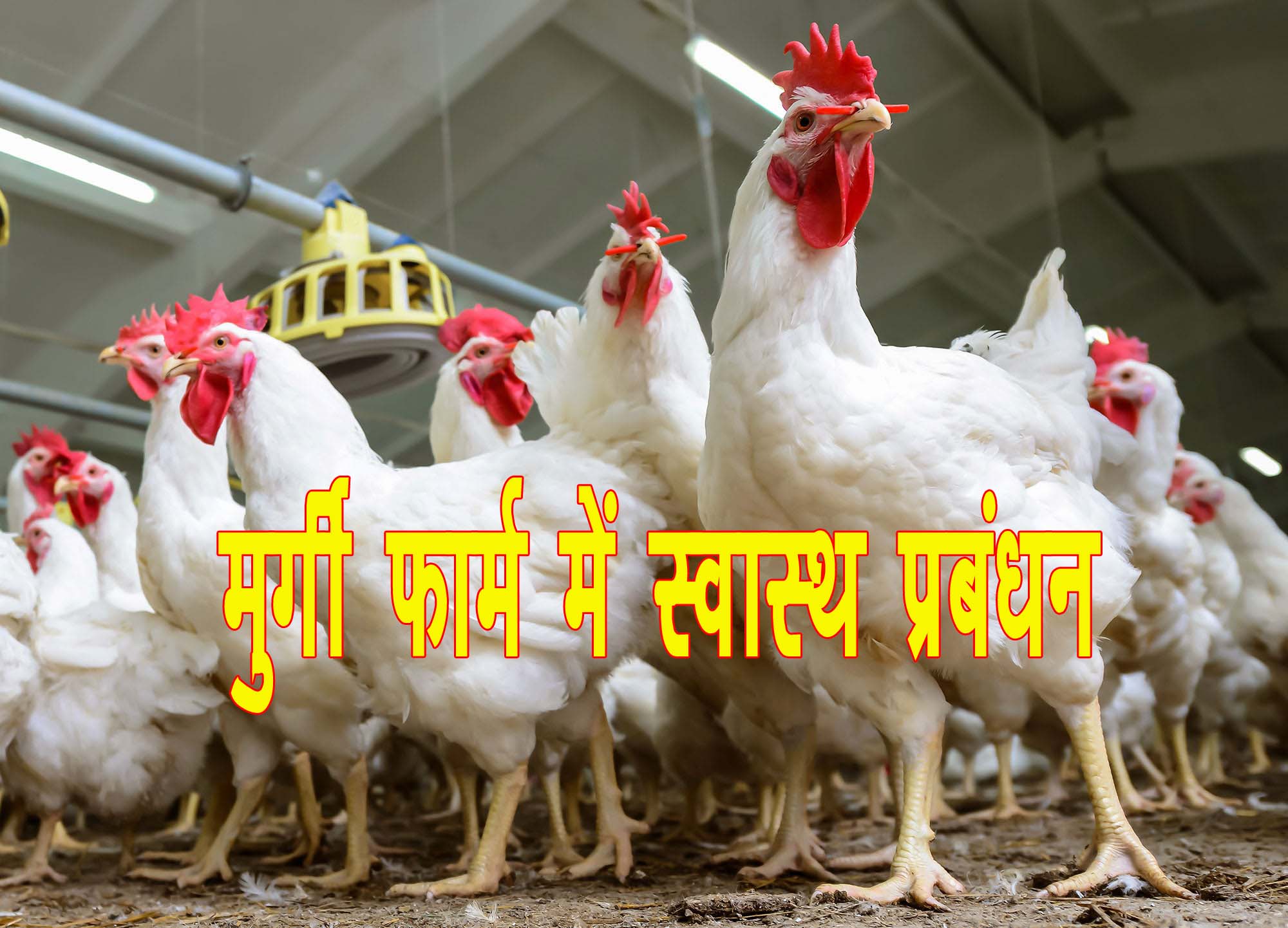 Health management in poultry farm