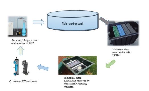 Recirculating Aquaculture System